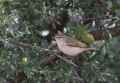 Светлобрюхая пеночка фото (Phylloscopus bonelli) - изображение №2321 onbird.ru.<br>Источник: www.birdholidays.co.uk